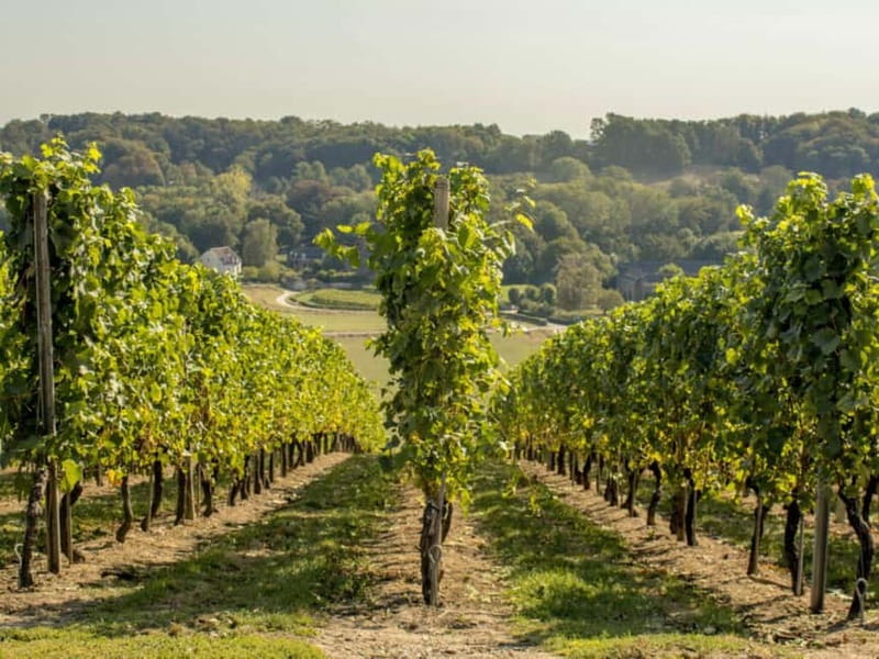 Arnhem: 8-hour culinary car tour of Veluwe - Sheepfold and Posbank views