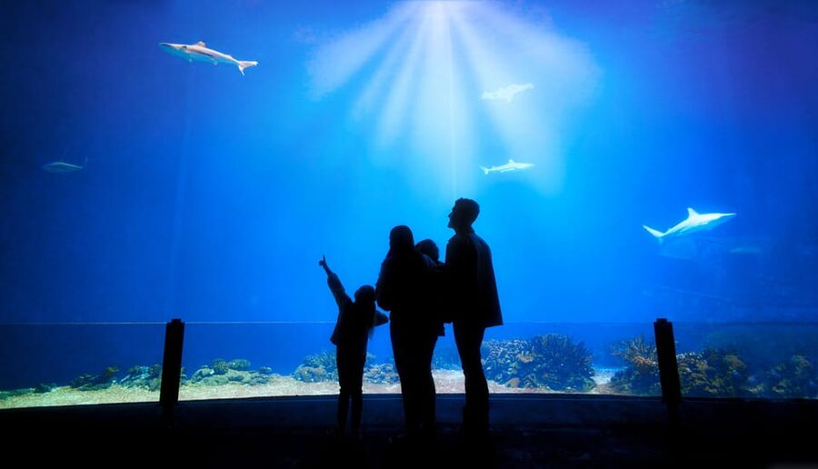 Arnhem: Burgers' Zoo Entry Ticket - Save time for the Belize-inspired mangrove