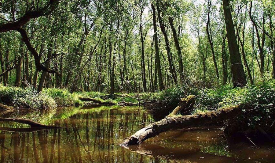 Biesbosch: Boat Cruise through National Park - Booking details that can affect your day