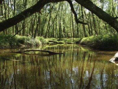 Biesbosch: Boat Cruise through National Park