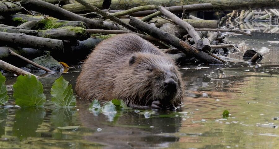 Biesbosch: Boat Cruise through National Park - Commentary, language, and what you will learn