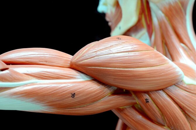 Body Worlds Amsterdam Admission Ticket - Real bodies, real anatomy, and an unusual Amsterdam stop