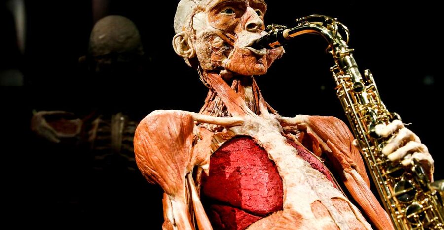 Body Worlds Amsterdam: The Happiness Project Ticket - The Happiness Project connects anatomy with daily life