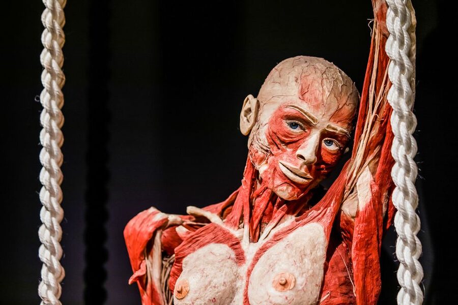 Body Worlds Amsterdam: The Happiness Project Ticket - Audio guide, signs, and how much help you get