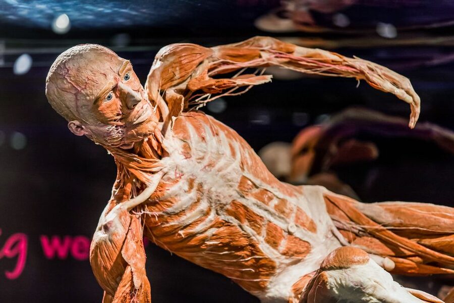 Body Worlds Amsterdam: The Happiness Project Ticket - The final section requires care