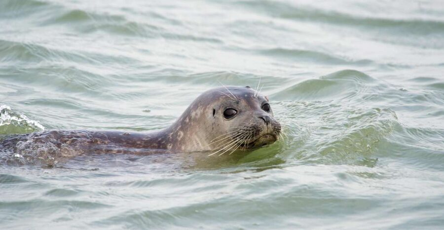 Cadzand: Seal Discovery Boat Tour with Glass of Champagne - A Champagne Toast Beside the Seals