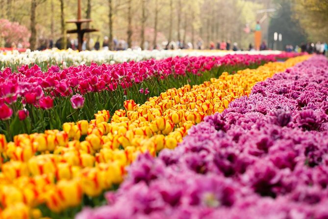 Day Trip to Keukenhof Gardens from Amsterdam with Tour Guide - Why Keukenhof is worth leaving Amsterdam for
