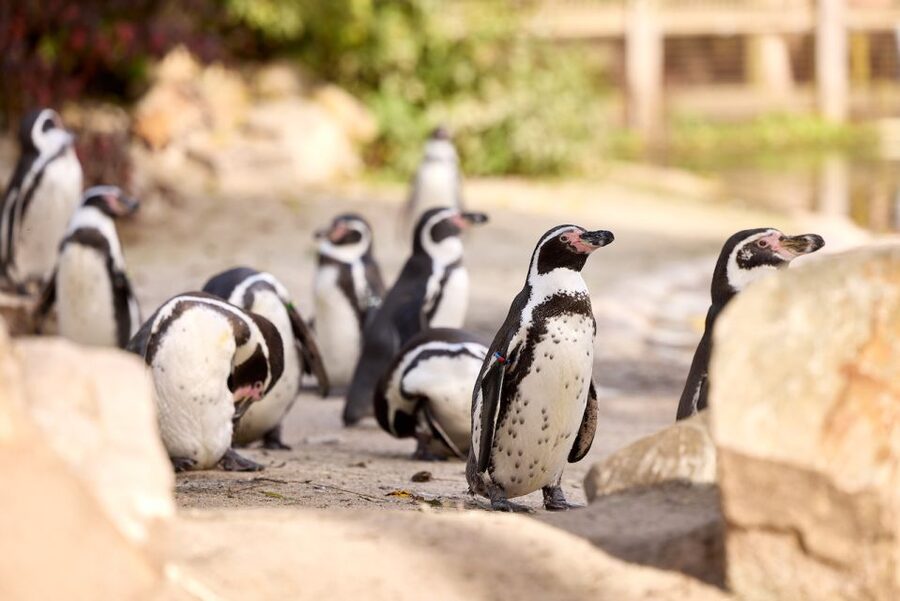 Eindhoven Zoo Entry Ticket - A compact zoo with plenty to see