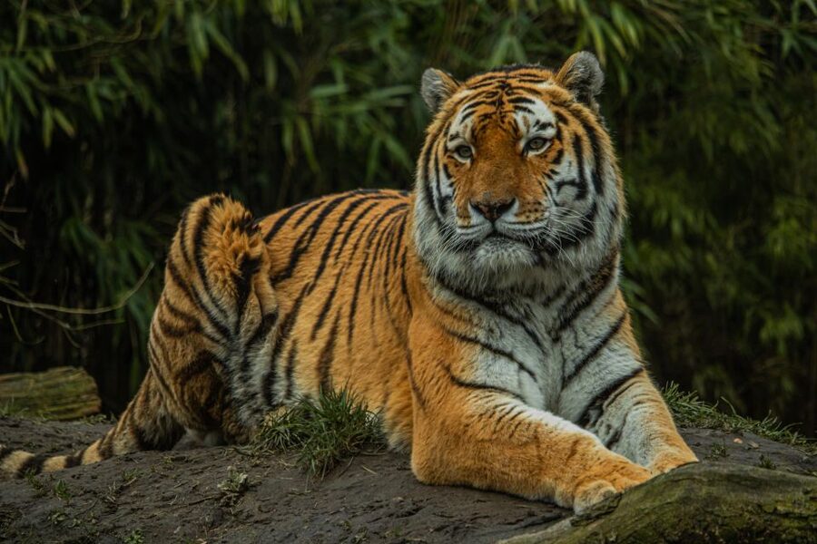 Eindhoven Zoo Entry Ticket - Playgrounds make the day easier for families