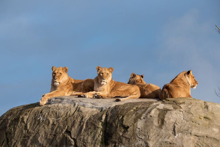 Emmen: Wildlands Adventure Zoo and Rimbula River Boat Ride - The Jungle Trail turns animal viewing into play