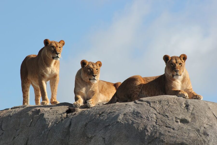 Emmen: Wildlands Adventure Zoo and Rimbula River Boat Ride - Nortica brings polar wildlife and underwater action