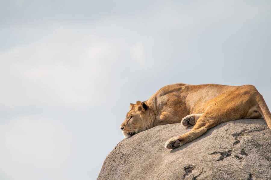 Emmen: Wildlands Adventure Zoo and Rimbula River Boat Ride - Daily animal talks add useful context