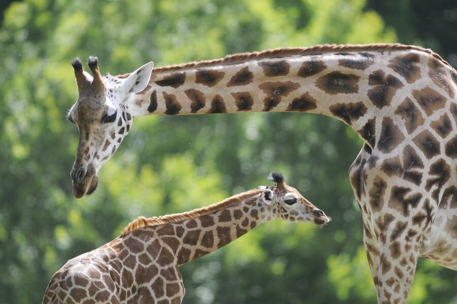 Emmen: Wildlands Adventure Zoo and Rimbula River Boat Ride - Eating at Wildlands without losing your whole day