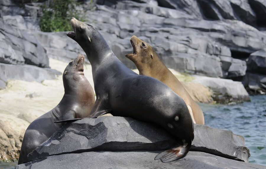 Emmen: Wildlands Adventure Zoo and Rimbula River Boat Ride - Jungola starts with butterflies and rainforest heat