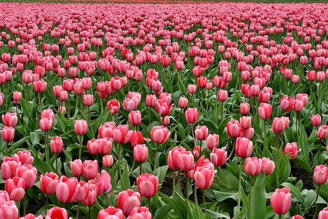 Enjoy the tulip fields by bicycle with a local guide! Tulip bike tour! - Starting at Hanami in Lisse