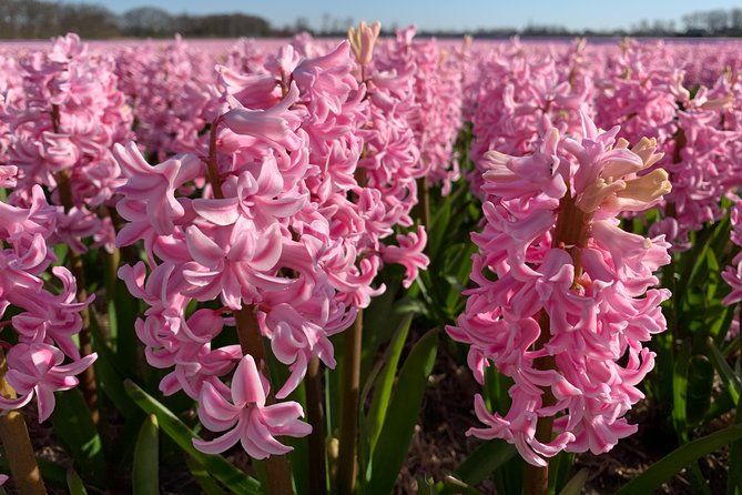 Enjoy the tulip fields by bicycle with a local guide! Tulip bike tour! - Keukenhof Castle and the Flower Fields