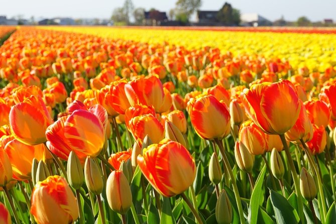 Enjoy the tulip fields by bicycle with a local guide! Tulip bike tour! - What the Guides Add