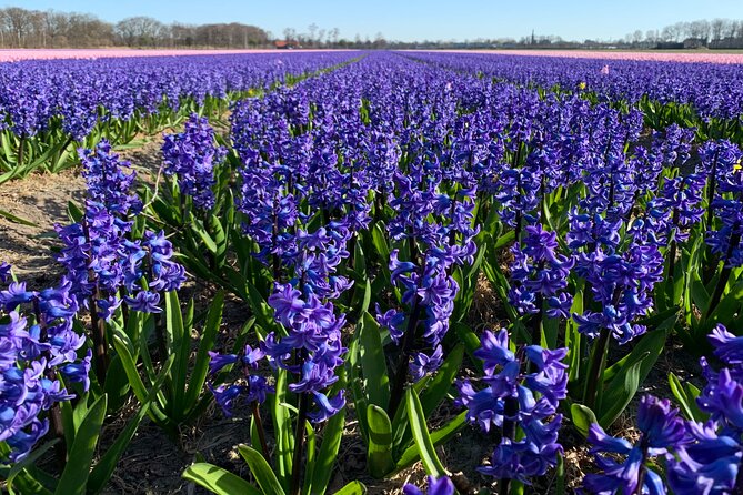 Enjoy the tulip fields by bicycle with a local guide! Tulip bike tour! - Bikes, Weather, and Physical Effort