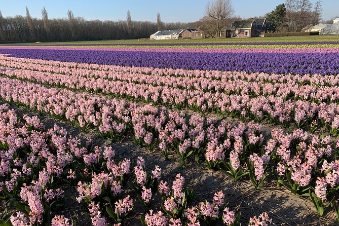 Enjoy the tulip fields by bicycle with a local guide! Tulip bike tour! - Handling the Crowds and the Short Bloom Season