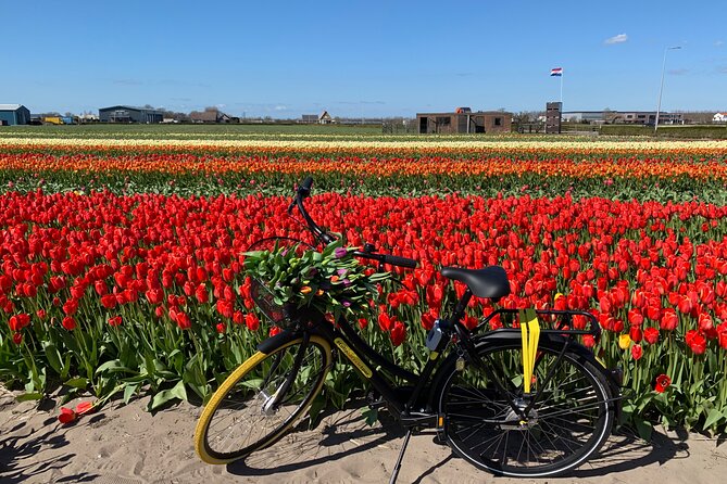 Enjoy the tulip fields by bicycle with a local guide! Tulip bike tour! - De Tulperij’s Flower-Filled Greenhouse