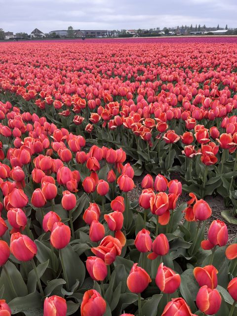 Enjoy the tulip fields in a Landrover with a local guide! - Key points to know before booking