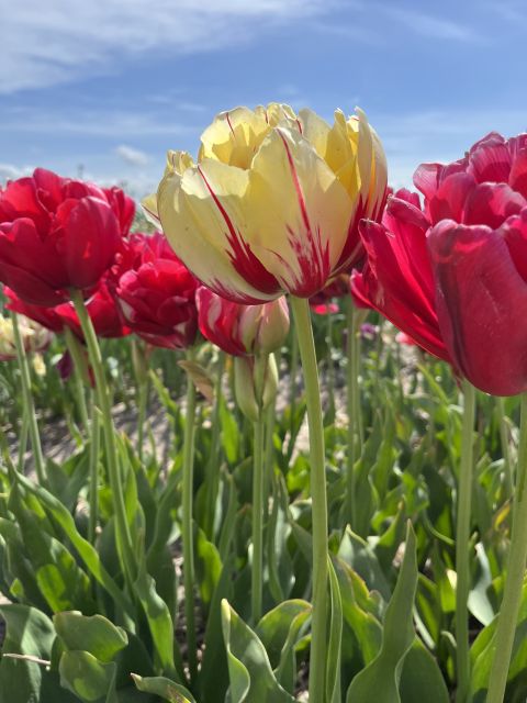 Enjoy the tulip fields in a Landrover with a local guide! - Why this Land Rover route works better than a quick Keukenhof visit