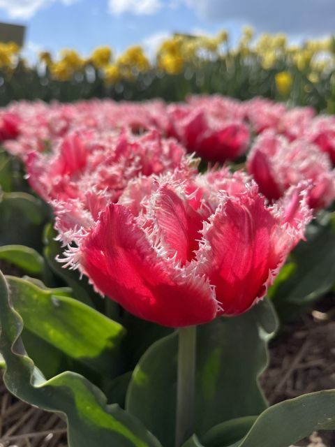 Enjoy the tulip fields in a Landrover with a local guide! - St. Agatha Church and the story of Lisse