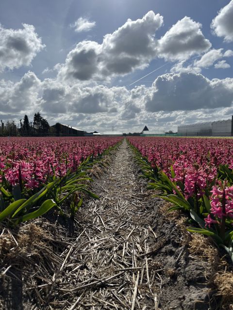 Enjoy the tulip fields in a Landrover with a local guide! - Lisserpool Mill and the changing water levels