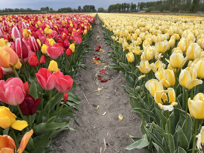 Enjoy the tulip fields in a Landrover with a local guide! - The TulipFarm show garden and the 20-minute pause