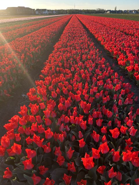 Enjoy the tulip fields in a Landrover with a local guide! - What the guides add to the experience
