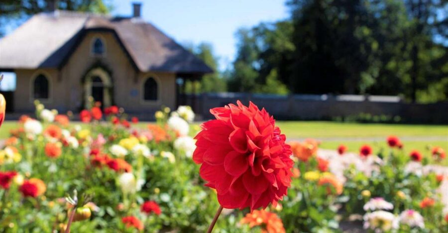 From Amsterdam: Holland Flower and Windmill Tour - summer ed - Why this summer tour is different from a spring flower trip