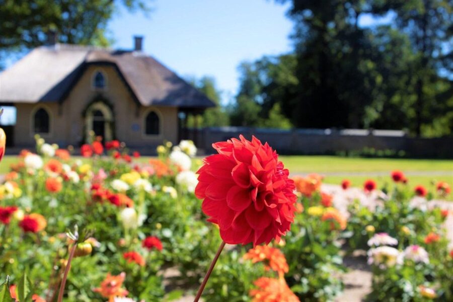 From Amsterdam: Holland Flower and Windmill Tour - summer ed - The best photo opportunity of the day