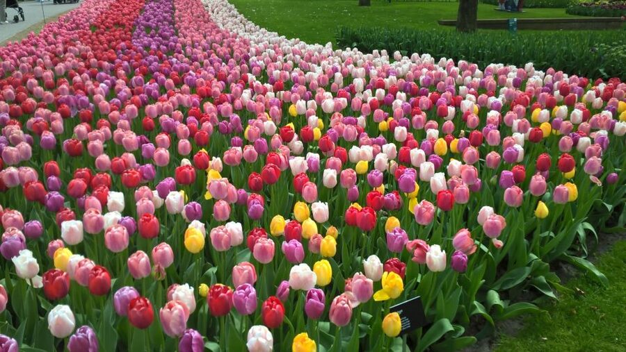 From Amsterdam: Keukenhof and Zaanse Schans Small Group Tour - Key points at a glance