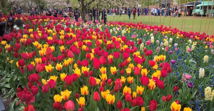 From Amsterdam: Keukenhof and Zaanse Schans Small Group Tour - Why this pairing works so well