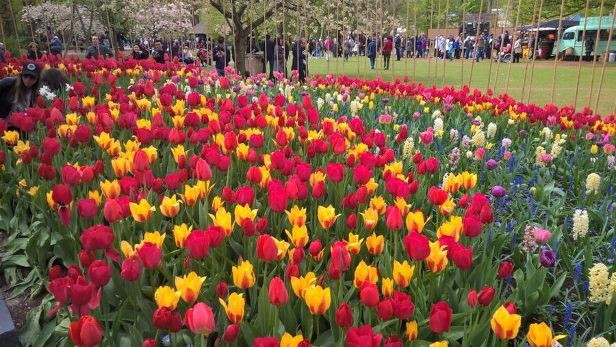 From Amsterdam: Keukenhof and Zaanse Schans Small Group Tour - Is the small-group bus comfortable?