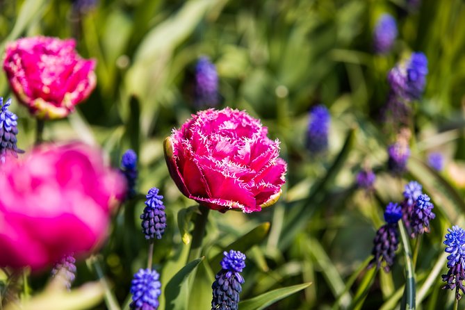 From Amsterdam: Keukenhof Gardens Ticket and Transfer - The flower displays are the main event