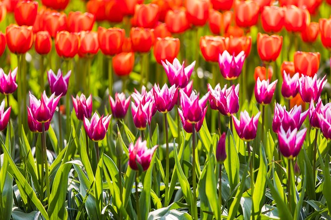 From Amsterdam: Keukenhof Gardens Ticket and Transfer - Three hours among the flowers