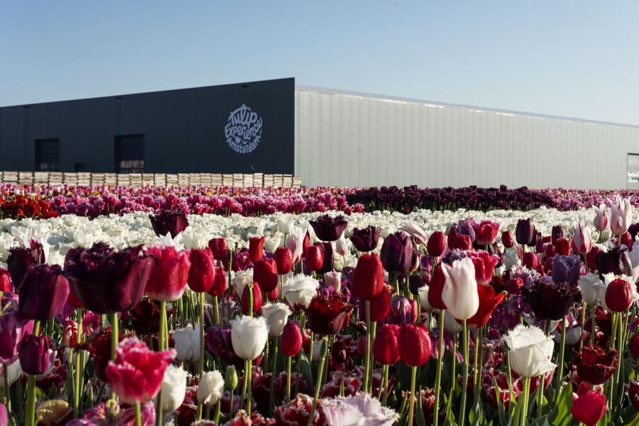 From Amsterdam: Keukenhof Gardens & Tulip Experience Tour - Who should book this day trip?