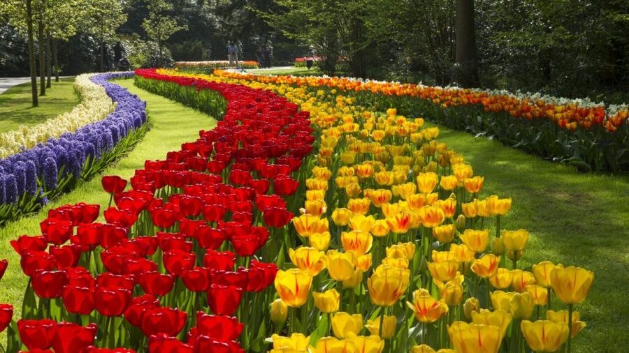 From Amsterdam: Keukenhof Gardens & Tulip Experience Tour - The short ride to Keukenhof