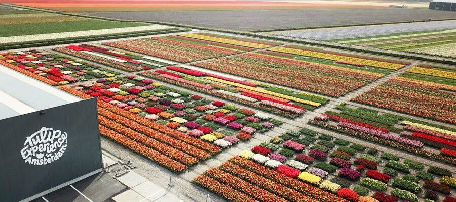 From Amsterdam: Keukenhof Gardens & Tulip Experience Tour - How to use your three hours at Keukenhof