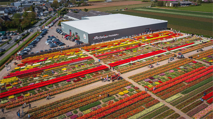 From Amsterdam: Keukenhof Gardens & Tulip Experience Tour - Photo opportunities and the reality of the fields