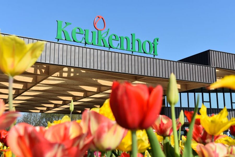 From Amsterdam: Keukenhof Gardens & Tulip Experience Tour - The guide and group experience