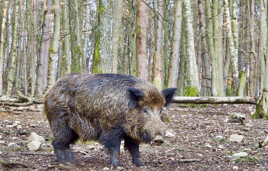 From Amsterdam: Small Group Tour NP Hoge Veluwe (Van Gogh) - Choosing between walking, cycling, and wildlife watching