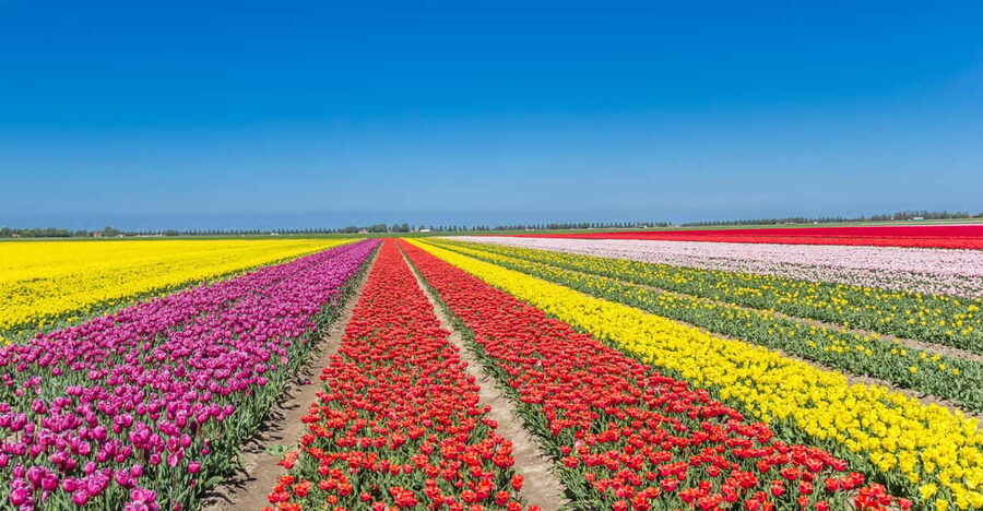 From Amsterdam: take the famous Tulip route tour - Why the farm fields are different from Keukenhof