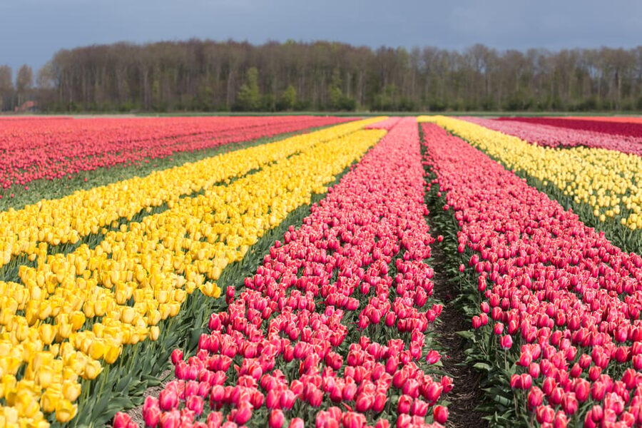 From Amsterdam: take the famous Tulip route tour - The ride from Amsterdam to the Noordoostpolder