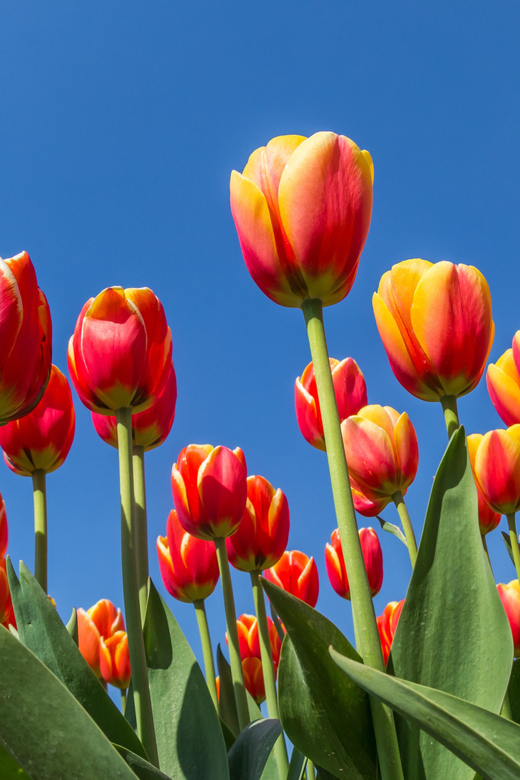 From Amsterdam: take the famous Tulip route tour - Following 100 kilometers of tulip country