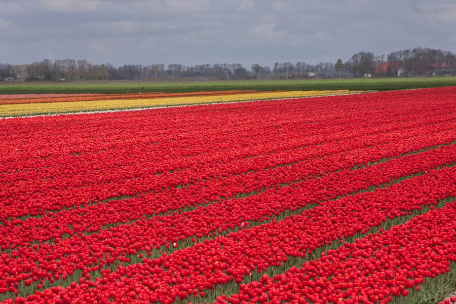 From Amsterdam: take the famous Tulip route tour - Walking beside the fields