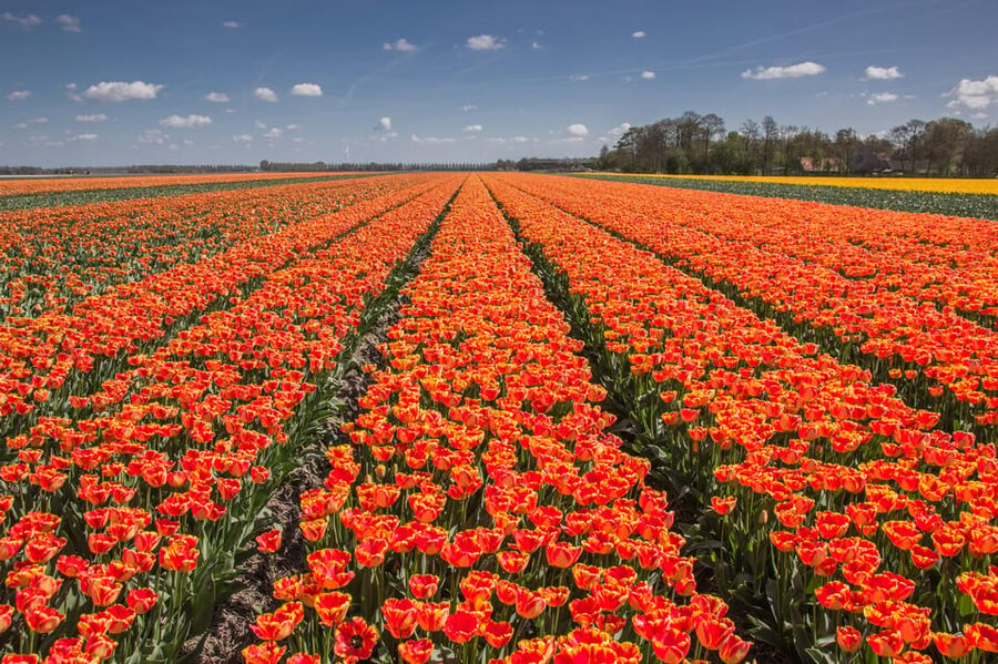 From Amsterdam: take the famous Tulip route tour - Booking advice and final verdict