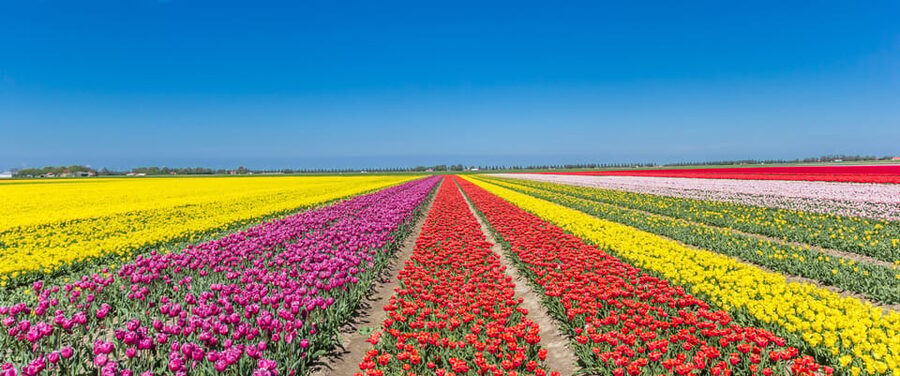 From Amsterdam: take the famous Tulip route tour - Coffee, a local biscuit, and a useful first break