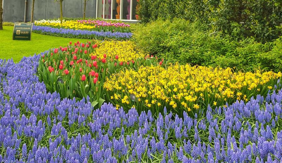 From Amsterdam: Tulip Tour Keukenhof & City Tour Delft - Key points at a glance